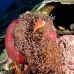 anemonefish_pink_mid_v_0705_png1232.jpg